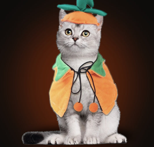 Gato con la capa y el gorro de calabaza de Halloween