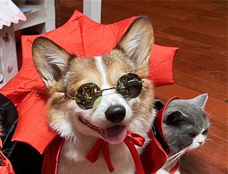 Corgi dog wearing a Halloween vampire cape