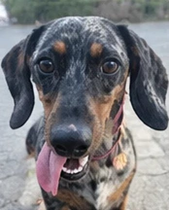 Upload your pet's photo